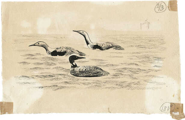 Курдов Валентин Иванович. Чернозобые гагары. Иллюстрация к книге В. Бианки «Лесная газета»